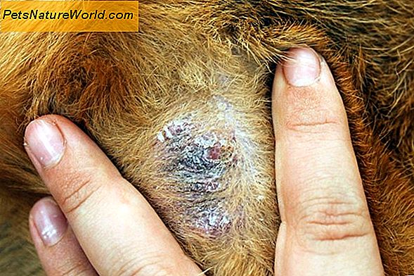 Cura della pelle per razze di cane senza peli