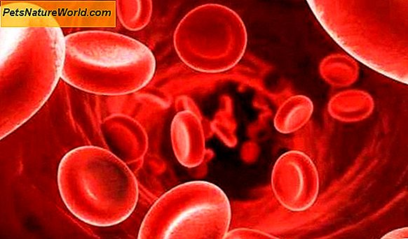 Trattamento dell'anemia canina con trasfusioni di sangue