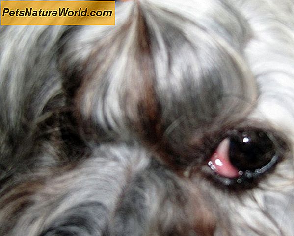 Tobradex Eye Drops per cani