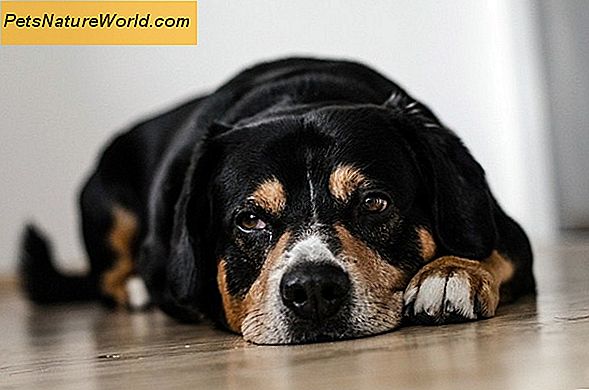 Gydymas šunų Cushingo ligomis su Vetoryl šunims