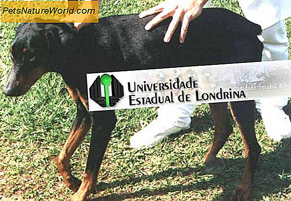 Meningoencefalite granulomatosa canina: GME nei cani