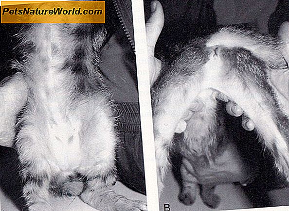 Diagnozuojant hipertiroidizmą katėms