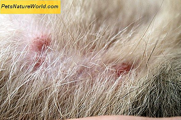 Blusų alergijos dermatitas Simptomai katėms