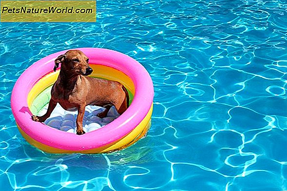 Suggerimenti per cani governare in estate