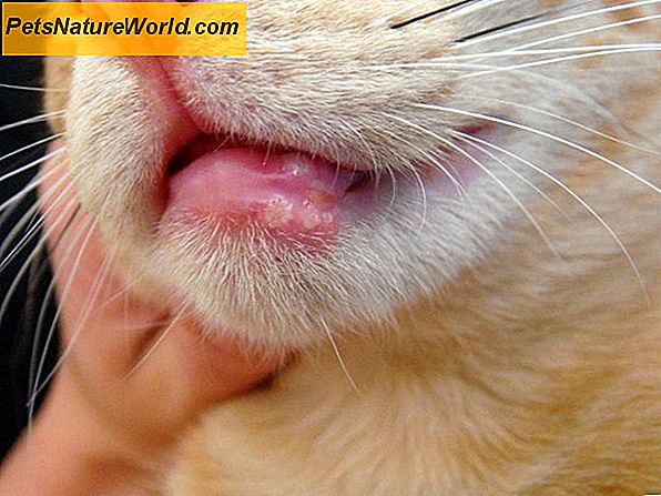 Malattia renale cronica nei gatti