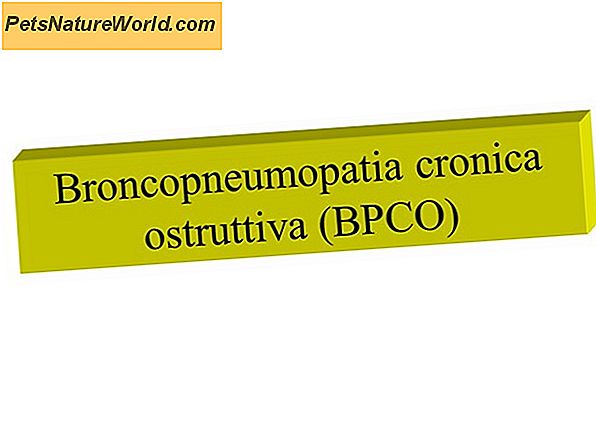 Bronchite cronica nei cani