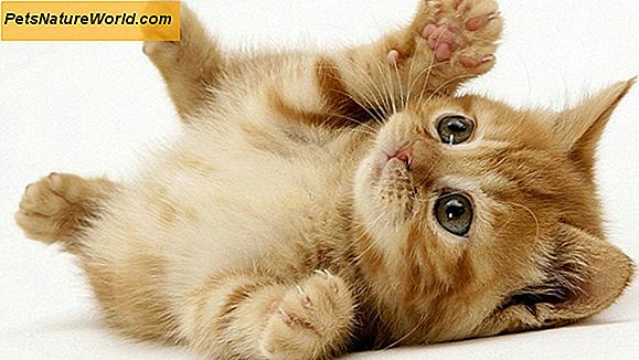 I gatti glabri sono ipoallergenici?