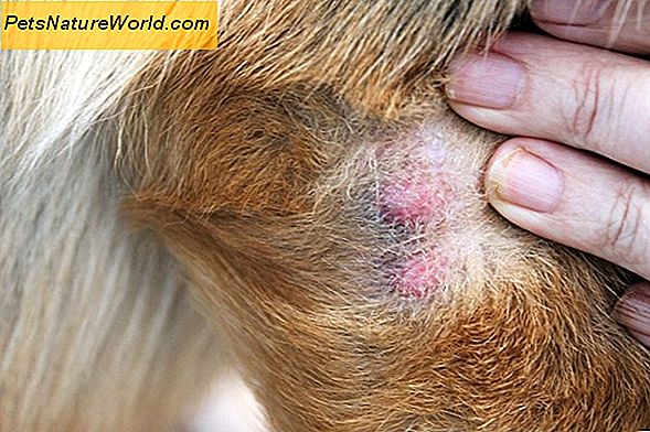 Disturbi autoimmuni della pelle nei cani