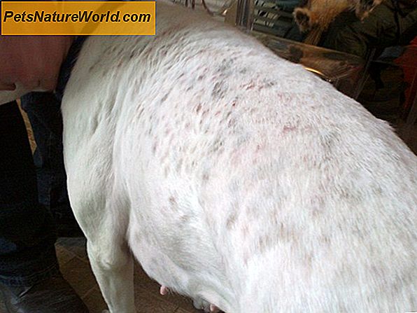 Problemi alla pelle del cane: eruzioni cutanee