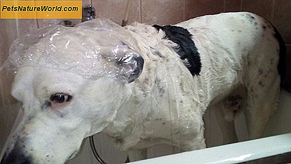 I benefici dello shampoo per cani secchi