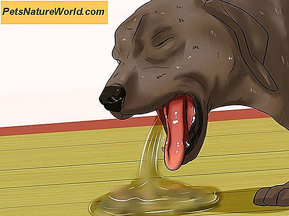 Vomito del cane: come determinare le cause e scegliere una cura