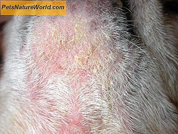 Malassezia (lievito) dermatite in Cani