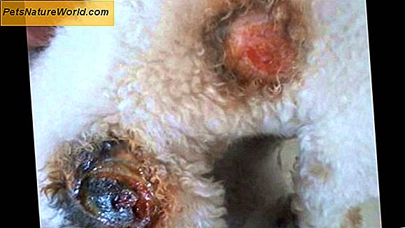 Eczema secco nei cani