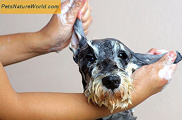 Pet Dander Shampoo Prodotti