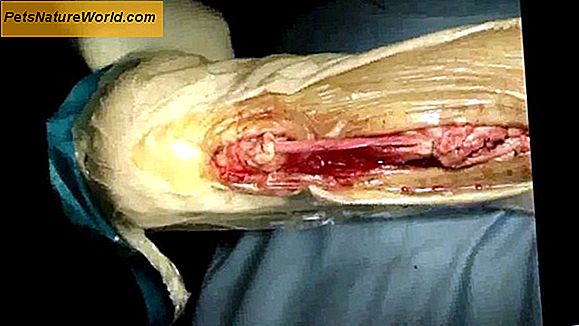 Rimozione di mastociti canini attraverso la chirurgia