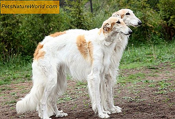 Bloat in Dogs: Introduzione alla Dilatazione e Volvolo gastrico canino (GDV)