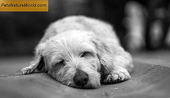 Pancreatite canina: sintomi, trattamenti e informazioni