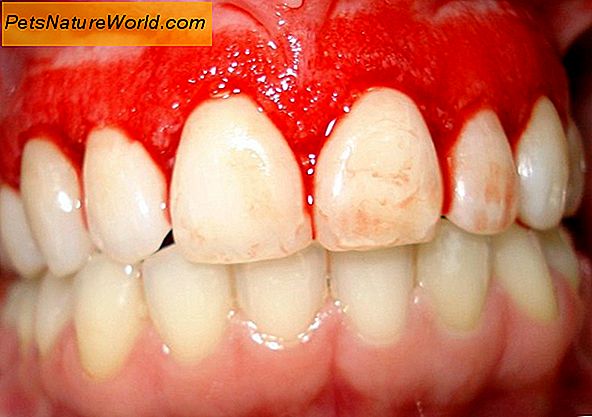 Diagnose van feliene tandvleesontsteking