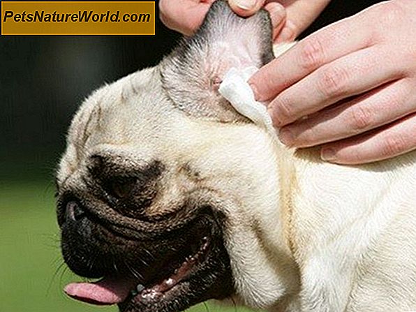 Cause di prurito e graffiamento del cane