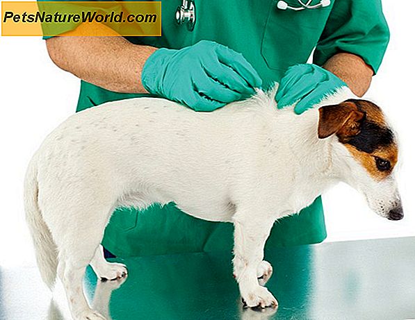 Parassiti del cane: come rilevare, prevenire e curare i parassiti del cane