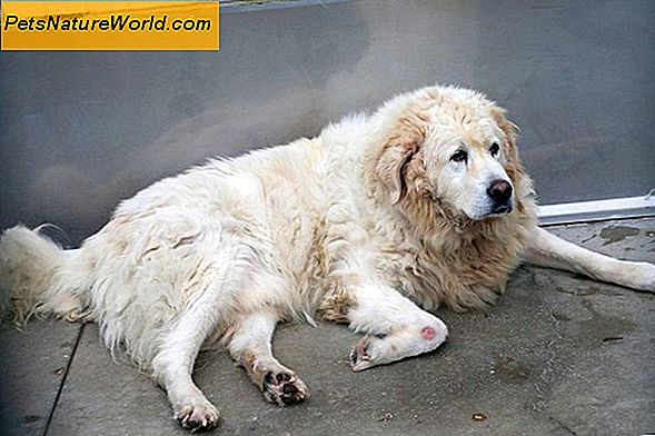 Sequestro di cani: cause, fasi, capacità di coping e trattamento