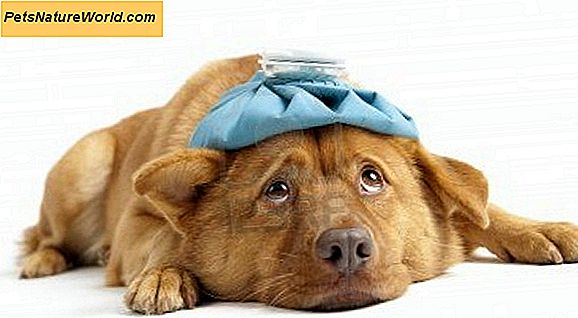 Il tuo cane è malato? I 7 sintomi più comuni della malattia canina