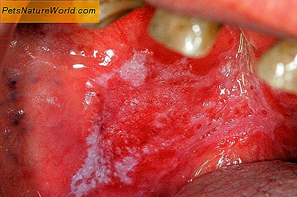 Ulcere della bocca nei cani