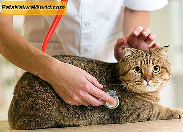 Sintomi di gatto malato che richiedono immediata attenzione veterinaria