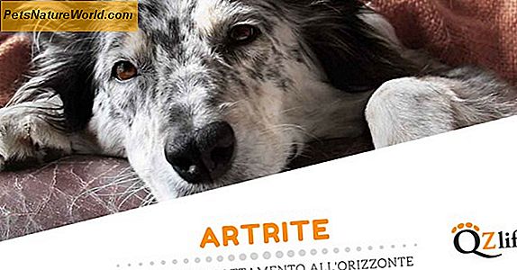 Sintomi di artrite canina: zampe e anche dei cani