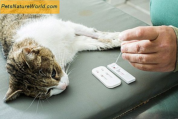 Simptomai kačių leukemija