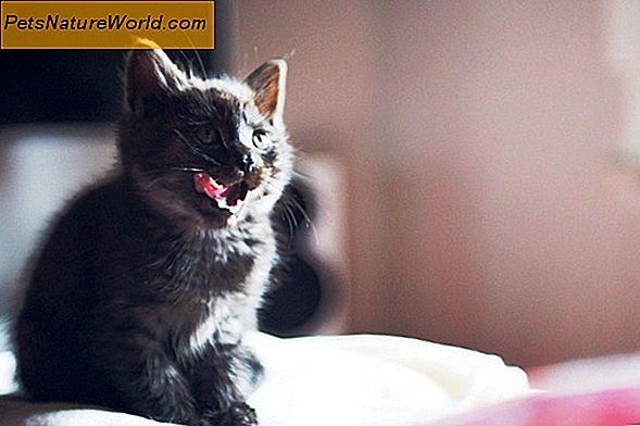 Sintomi della rabbia nei gatti