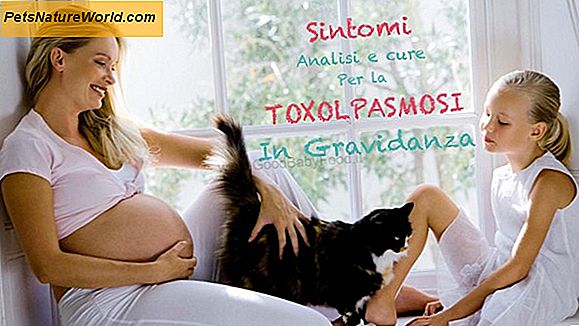 Toxoplasmosi Sintomi nei gatti
