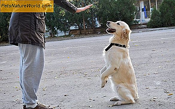 Diventare un addestratore di cani di servizio