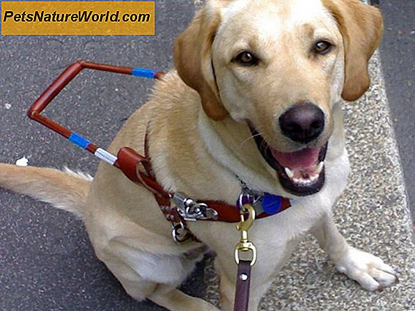 Scuole per cani guida: come imparano i cani guida