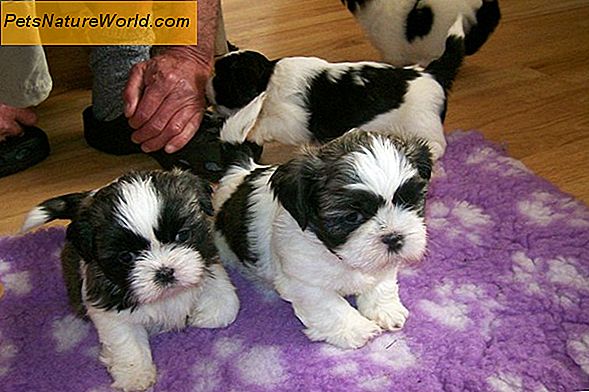 Cuccioli di addestramento vasino con una scatola di cucciolate per cani