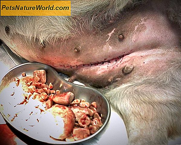 Gydymas šuns šlapimo pūslės infekcija su antibiotikų
