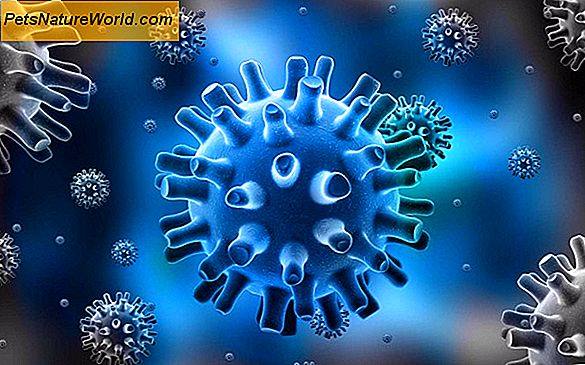 Trattamento del virus dell'herpes felino con terapia antivirale