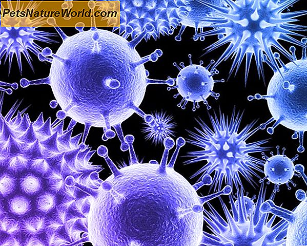 Differenze tra virus e batteri