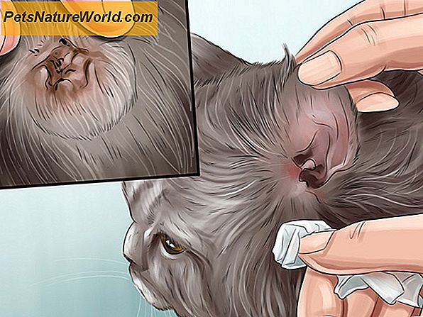 Come trattare i gatti con tigna Utilizzando Miconazolo