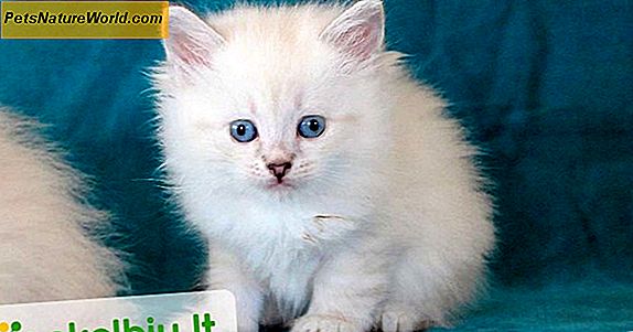 Sibiro katės alergijos gydymas