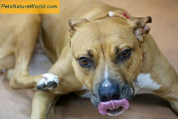 Canine Bordetella Symptomer