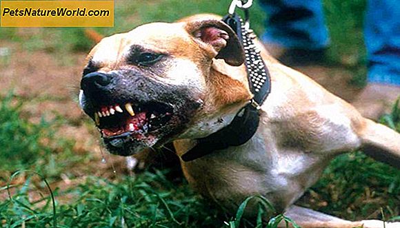 Agresyvus šunų elgesys: pasakojimas apie kramtymą ir kramtymą