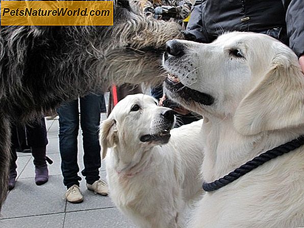 Agresyvus šunų elgesio modifikavimas