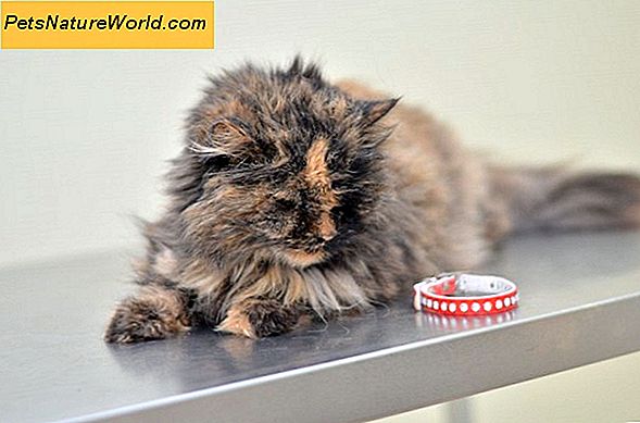 Katė nevalgo? 8 priežasčių kačių apetito nuostoliai