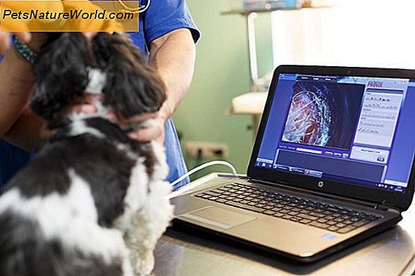 Canine-orale melanoom-diagnose