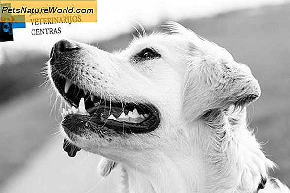 Gydymas šunų alergijomis su boro rūgštimi;