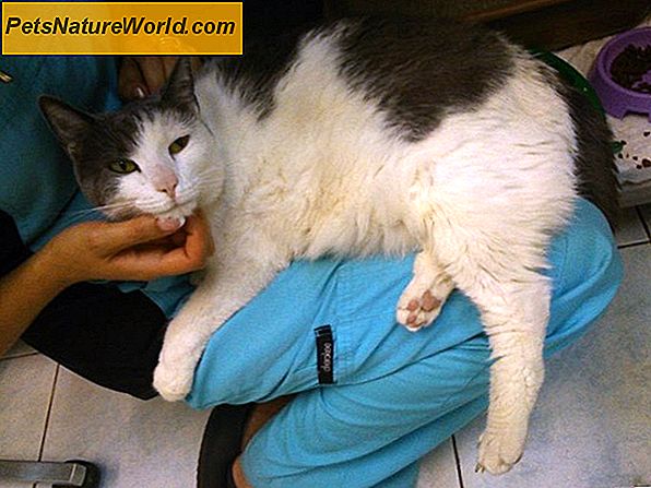 Gydymas kačių inkstų nepakankamumu su azodiliu katėms
