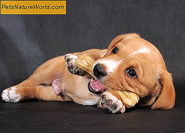 Kaip šunų maisto baltymų turinys įtakoja šunų sveikatą