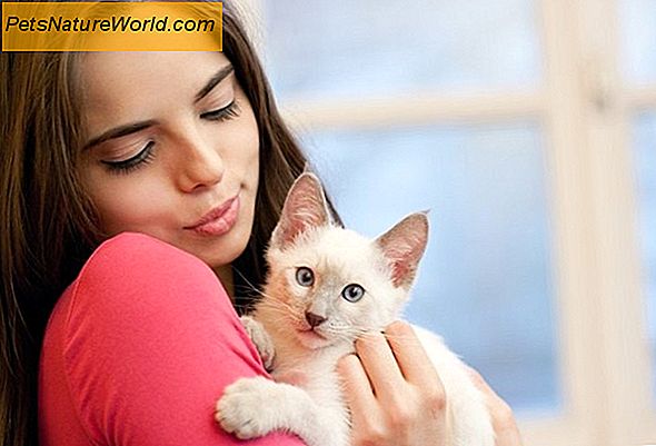 Gjør sans for sunn kattemesskrav