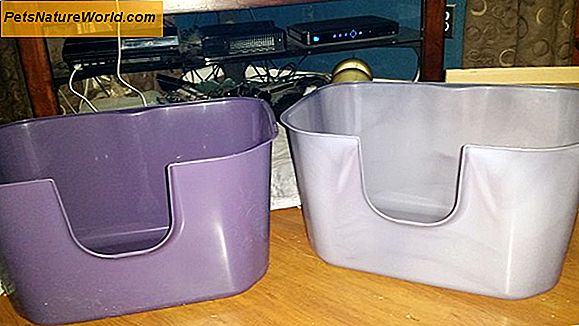 Cat Litterbox Hygiene Essentials